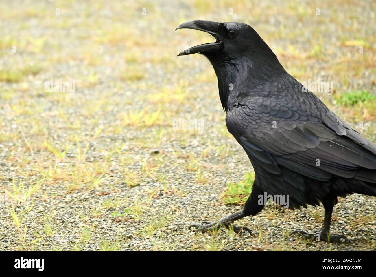 big raven on a meadow in Alert Bay, Canada with open bec making a lot of horrible sounds Stock Photo