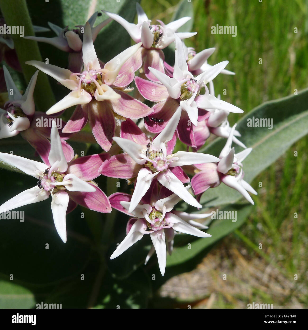 Ants on Showy Milkweed, Asclepias speciosa in Yosemite Valley Stock Photo