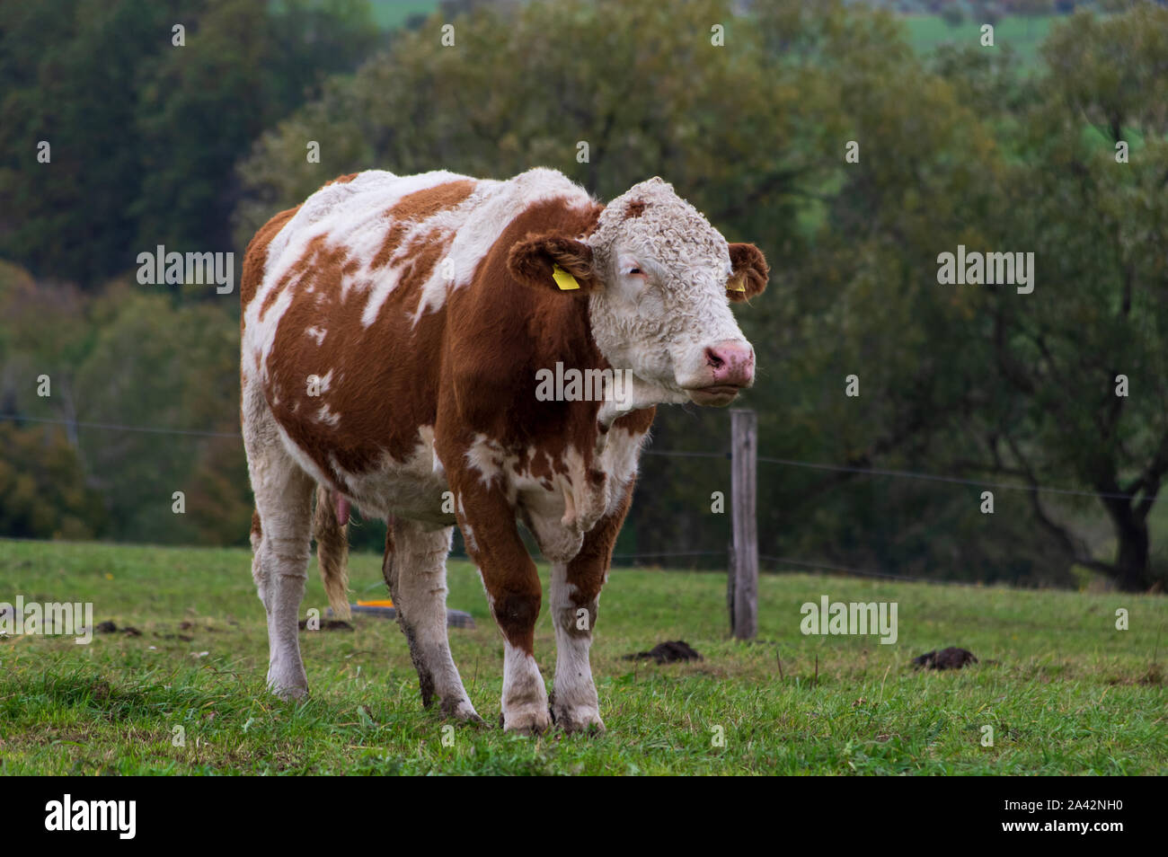 brown and white cow in a field Stock Photo