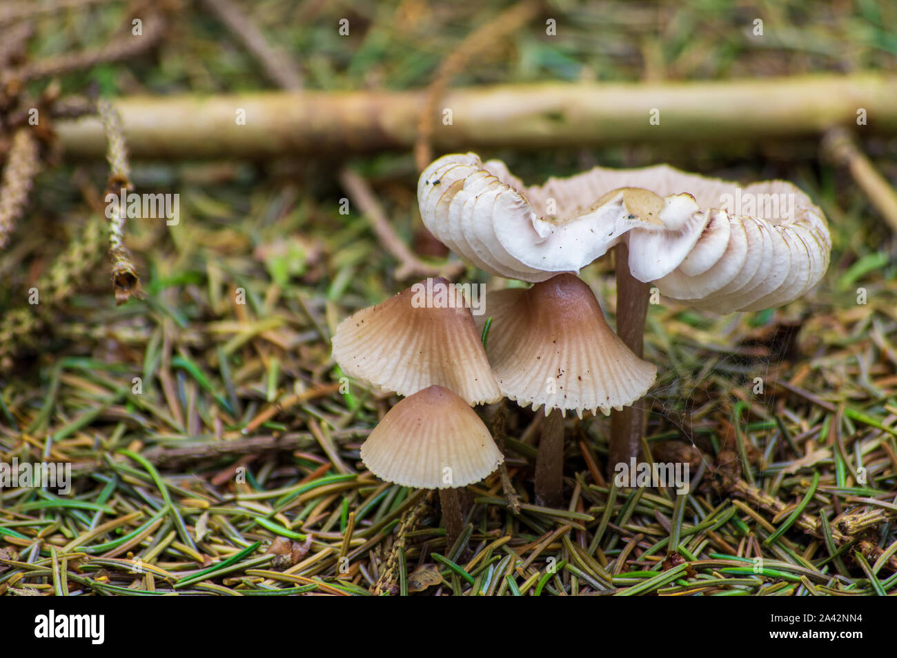 dapperling mushrooms growing on the forest floor in Europe in October Stock Photo
