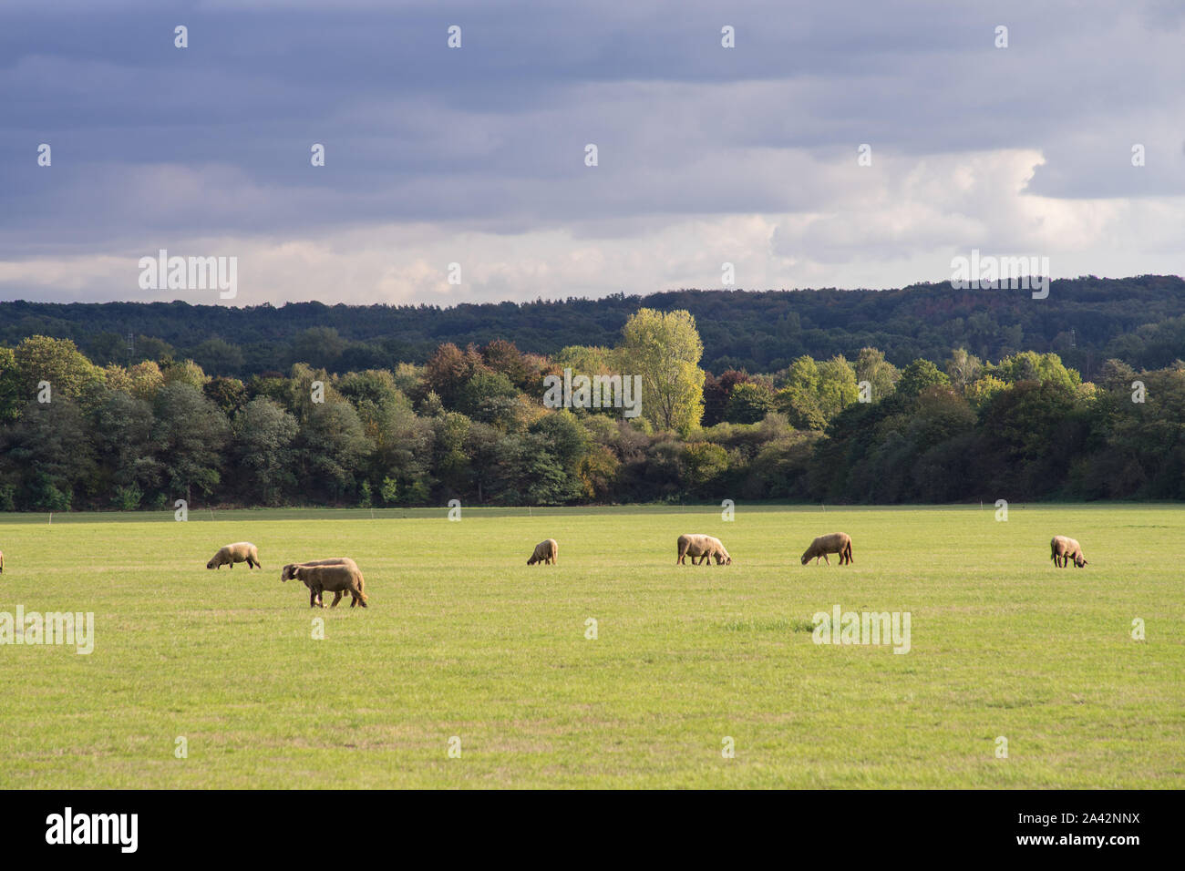 Sheep pasture and forest in alternation of sun and clouds. Dramatic sky. Stock Photo