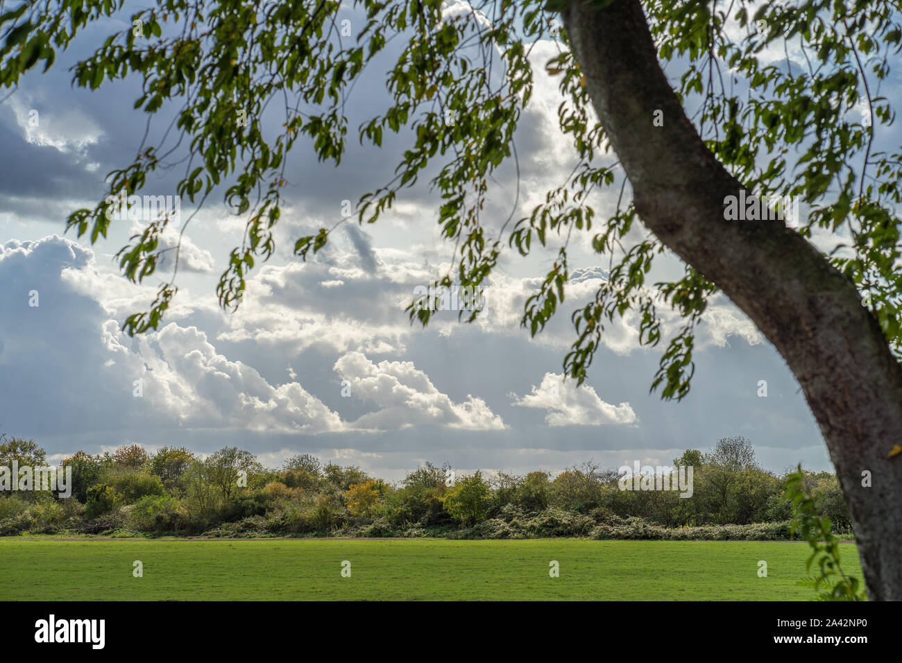 Dramatic clouds over a pasture, seen through the thin foliage of a tree. Stock Photo