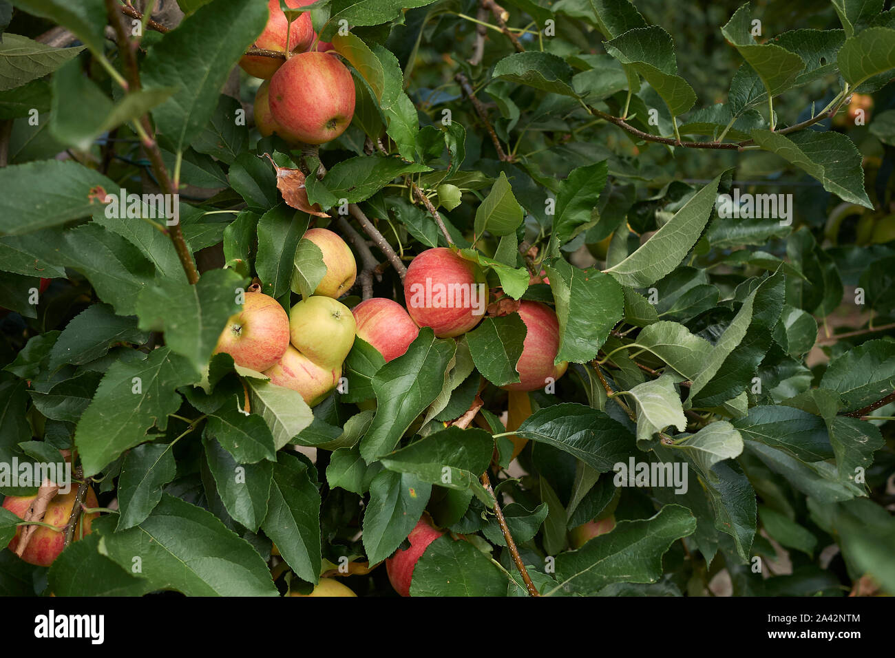 Apple orchard in Italy, Gala variety Stock Photo Alamy