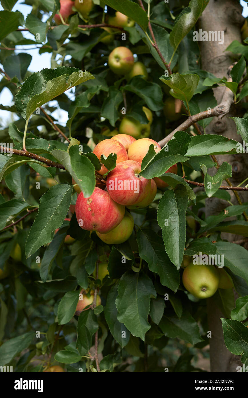 Apple orchard in Italy, Gala variety Stock Photo Alamy