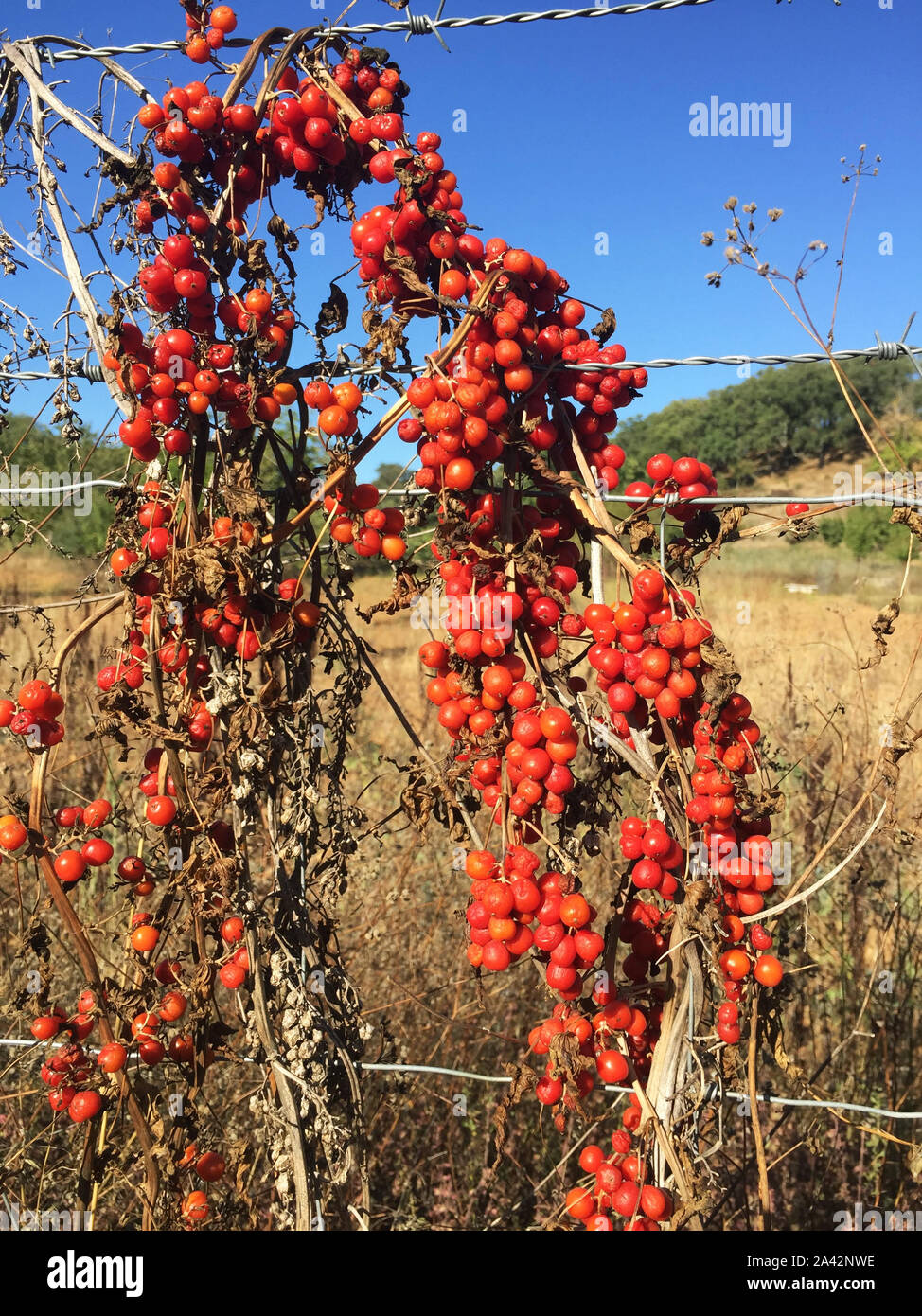 Brionia dioica red bryony and white bryony mandrake autumn berries of  intense red color climbing up a metal mesh natural light Stock Photo - Alamy