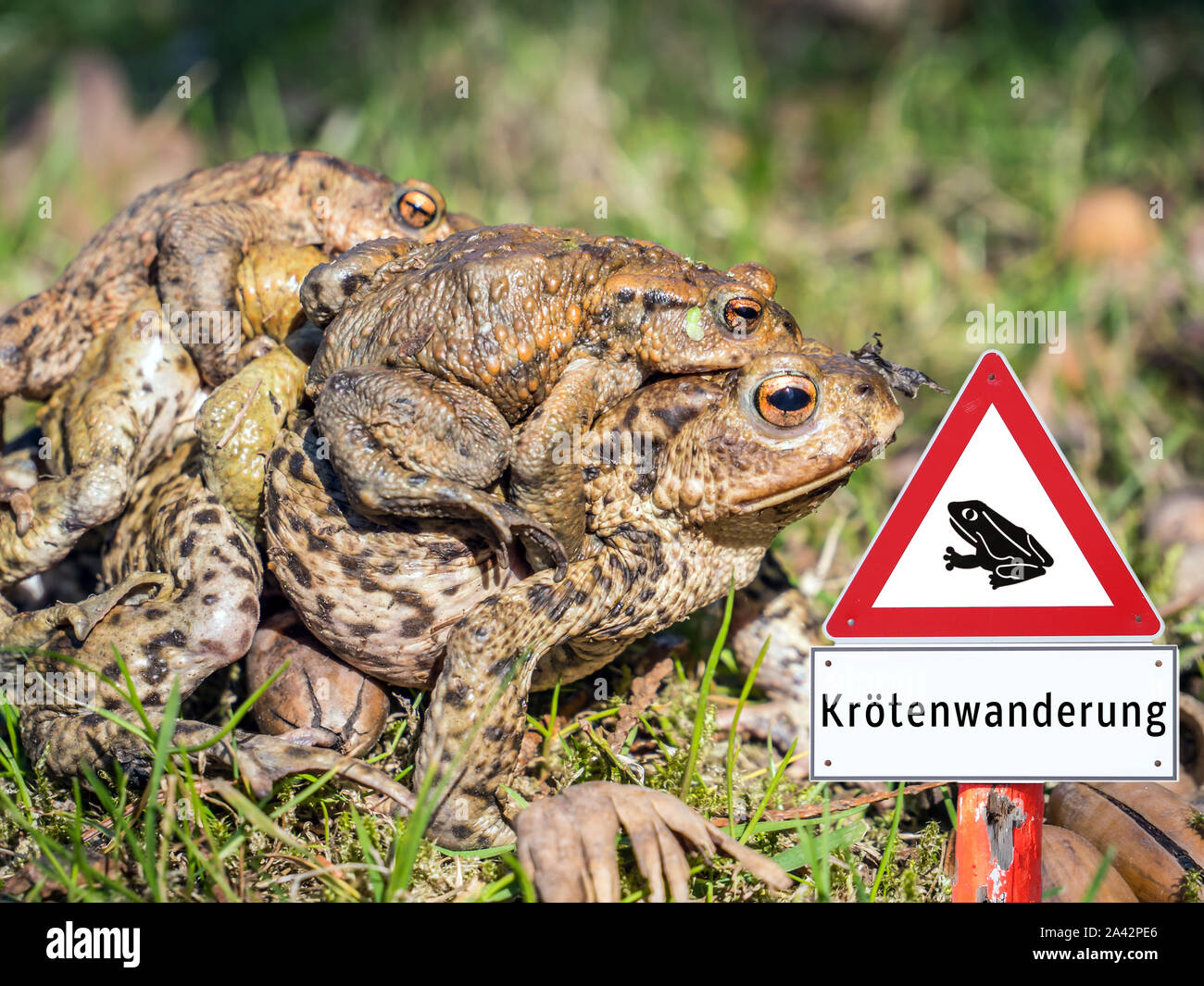 Toad migration sign warning in german Stock Photo