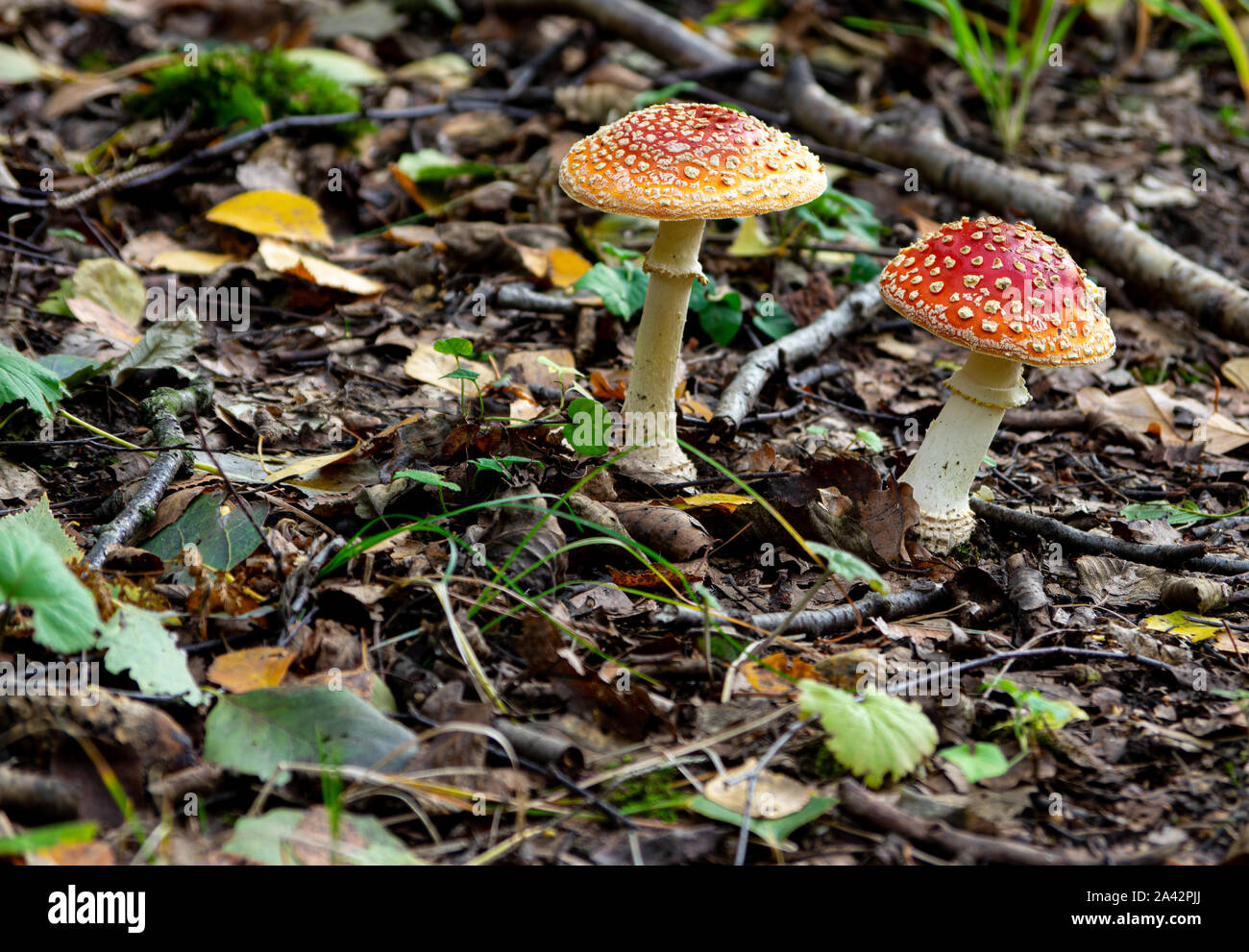 two fly agaric mushrooms (amanita muscaria) on the forest floor Stock Photo