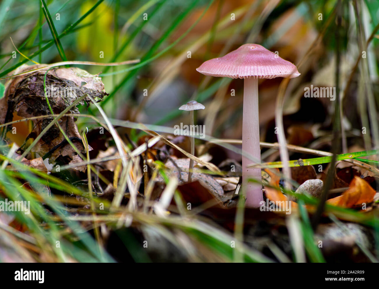 Mycena rosea, commonly known as the rosy bonnet mushroom growing on the forest floor in Germany / Europe in October Stock Photo