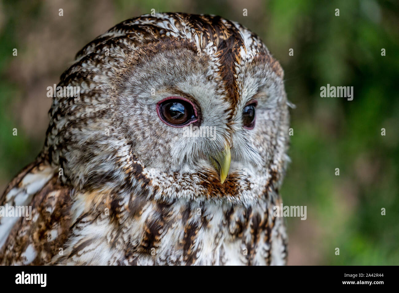 Beautiful close-up portrait of barred owl, Latin Strix Varia, over blurred green background, amazing bird headshot details, looking sideways Stock Photo