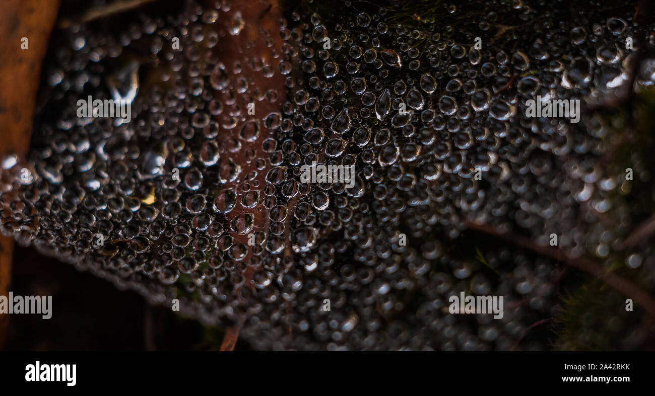 A picture of water drops / droplets hanging from a spider web Stock ...