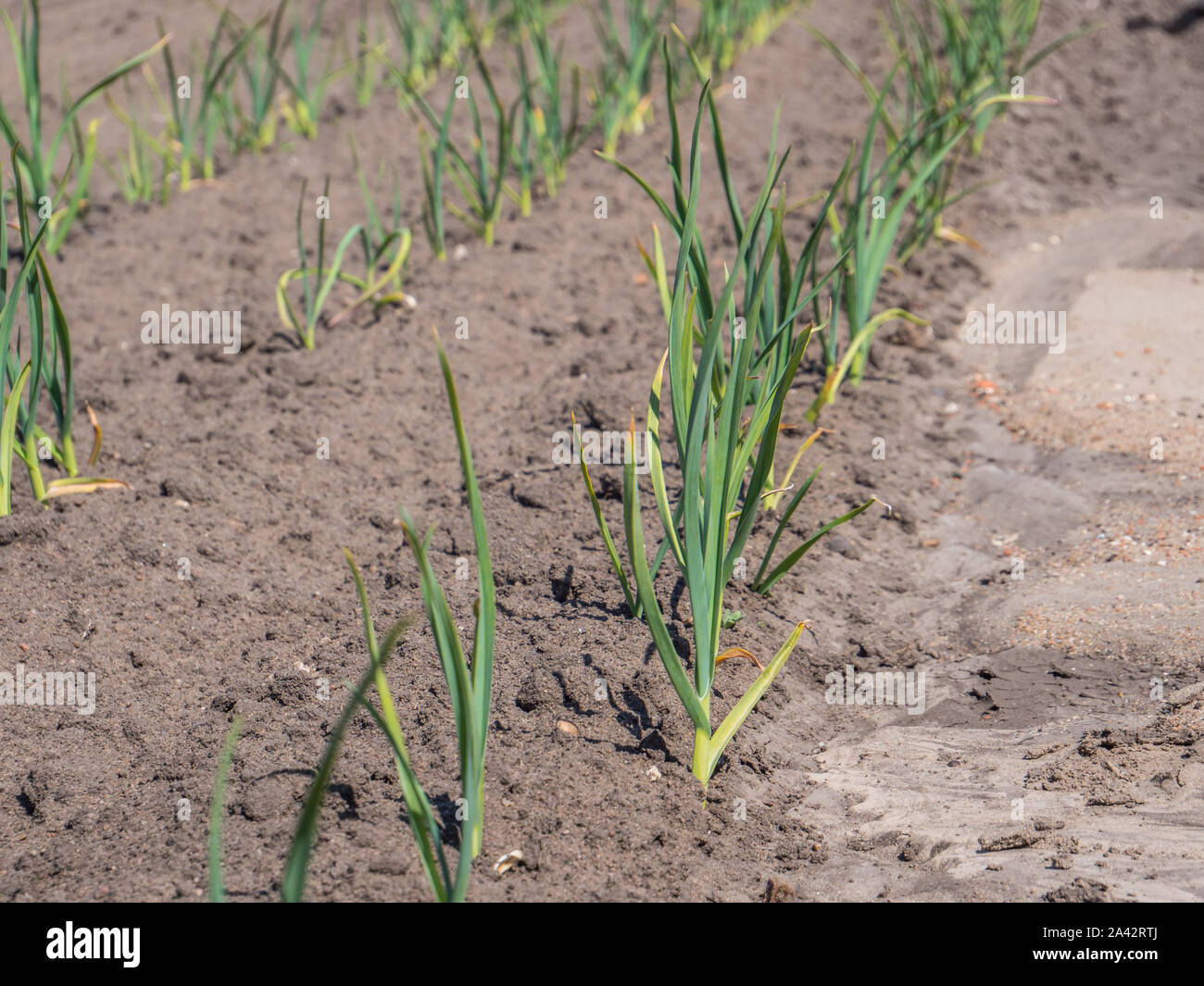 Row young onion plants hi-res stock photography and images - Alamy