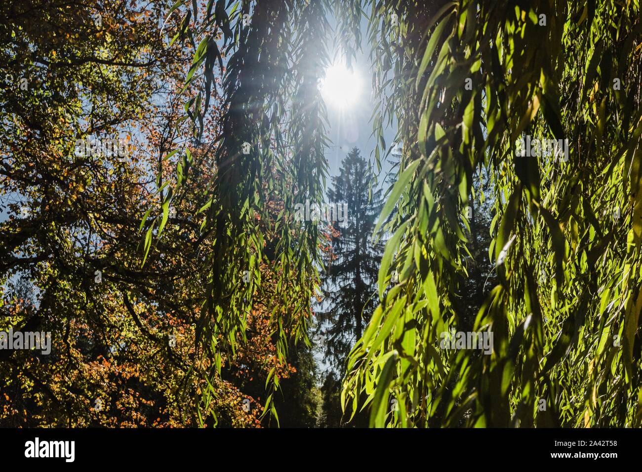 Sun shining through green leaves of a weeping willow tree on a bright ...