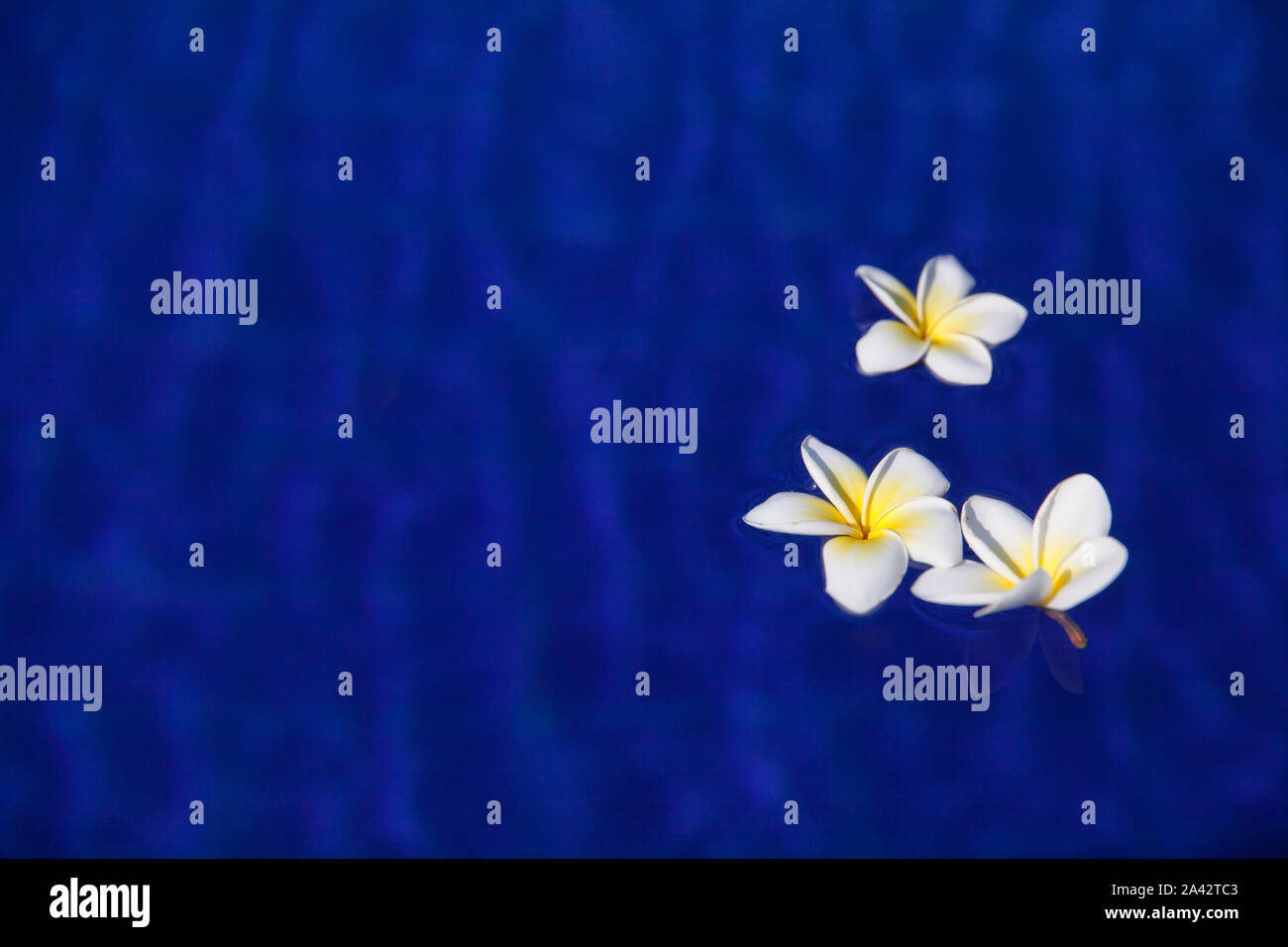 White Frangipani Flowers In Blue Water Flowers Of White Plumeria Frangipani In Blue Water On The Swimming Pool With The Sun Shine Bright Colorful Photo Concept Of Summer Vacation Relax Spa And
