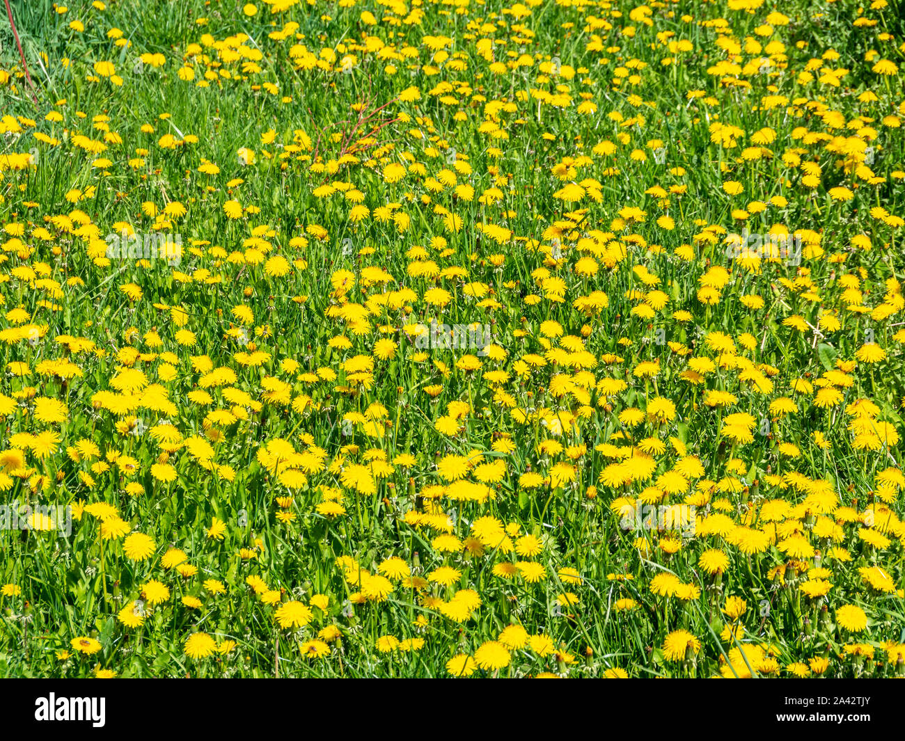 Dandelion farm hi-res stock photography and images - Alamy