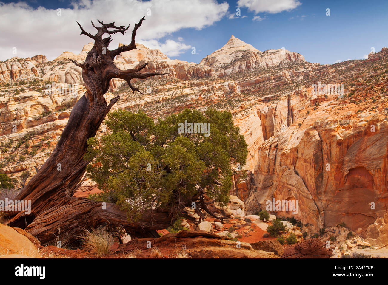 Gnarled tree in a surreal landscape, Capitol Reef National Park, Utah Stock Photo