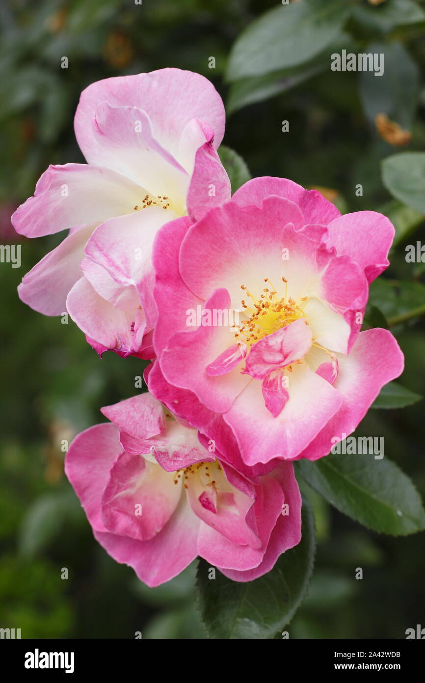 Rosa 'Erfurt', fragrant, repeat flowering rose in an English garden Stock Photo