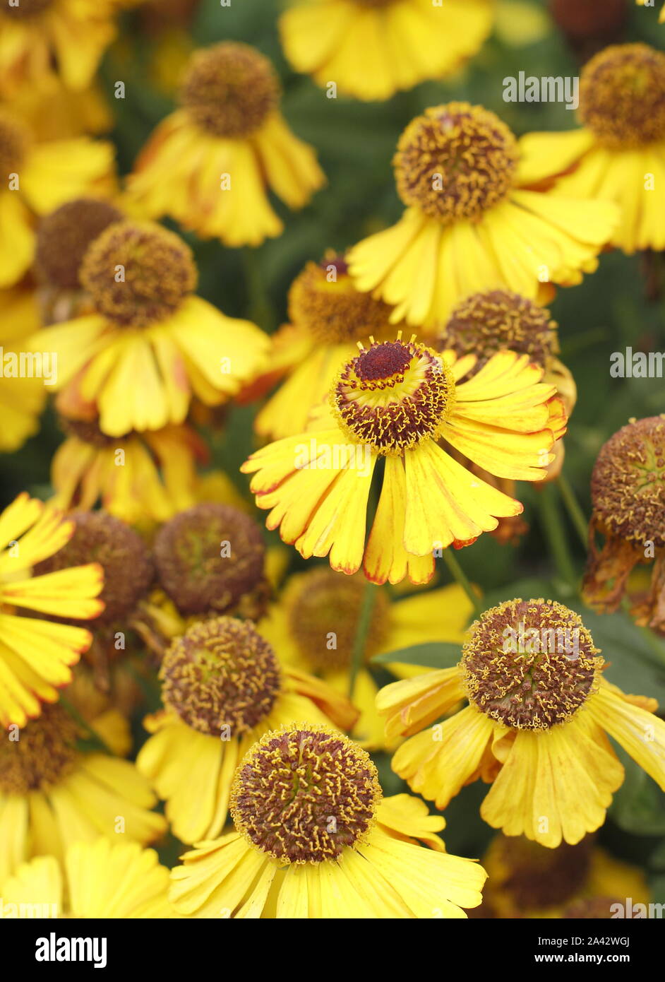 Helenium 'Goldrausch' sneezeweed displaying characteristic bright yellow blossoms in a late summer garden. UK Stock Photo