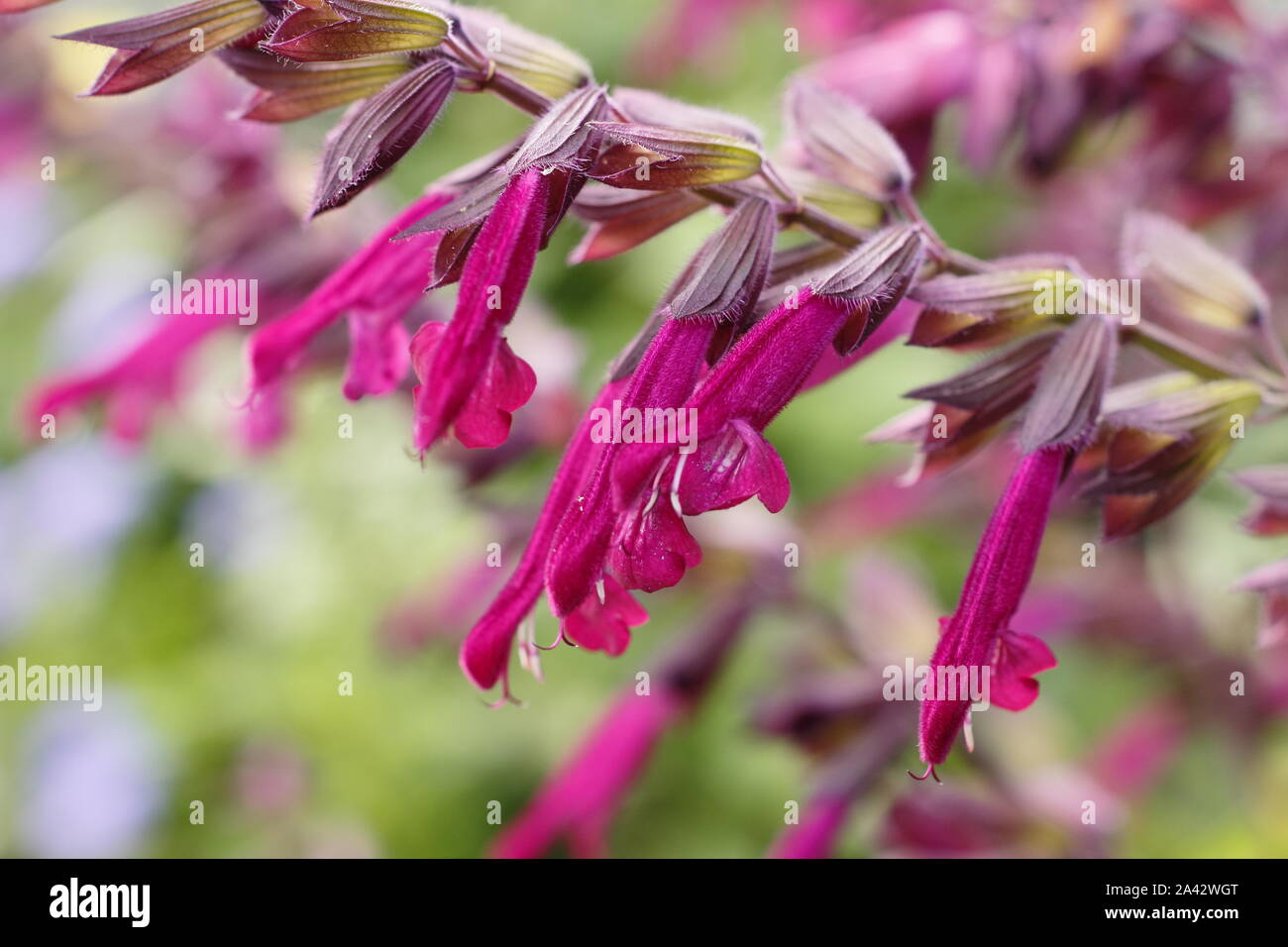 Salvia 'Love and Wishes' aromatic sage displaying characteristic deep magenta flowers in a garden border - September. UK Stock Photo