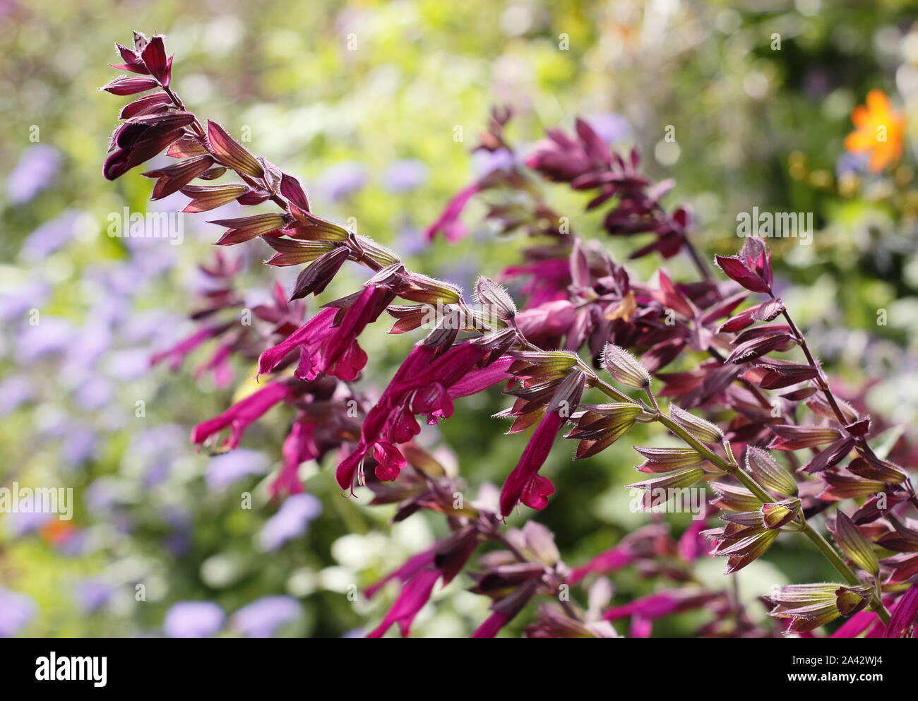 Salvia 'Love and Wishes' aromatic sage displaying characteristic deep magenta flowers in a garden border - September. UK Stock Photo