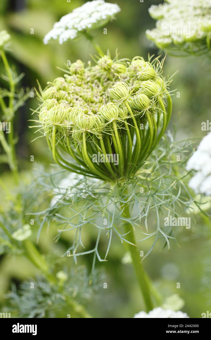 Ammi 'Visnaga' flower head unfurling in a late summer garden border. Also called Tooth pick plant or Bishop's weed. Stock Photo