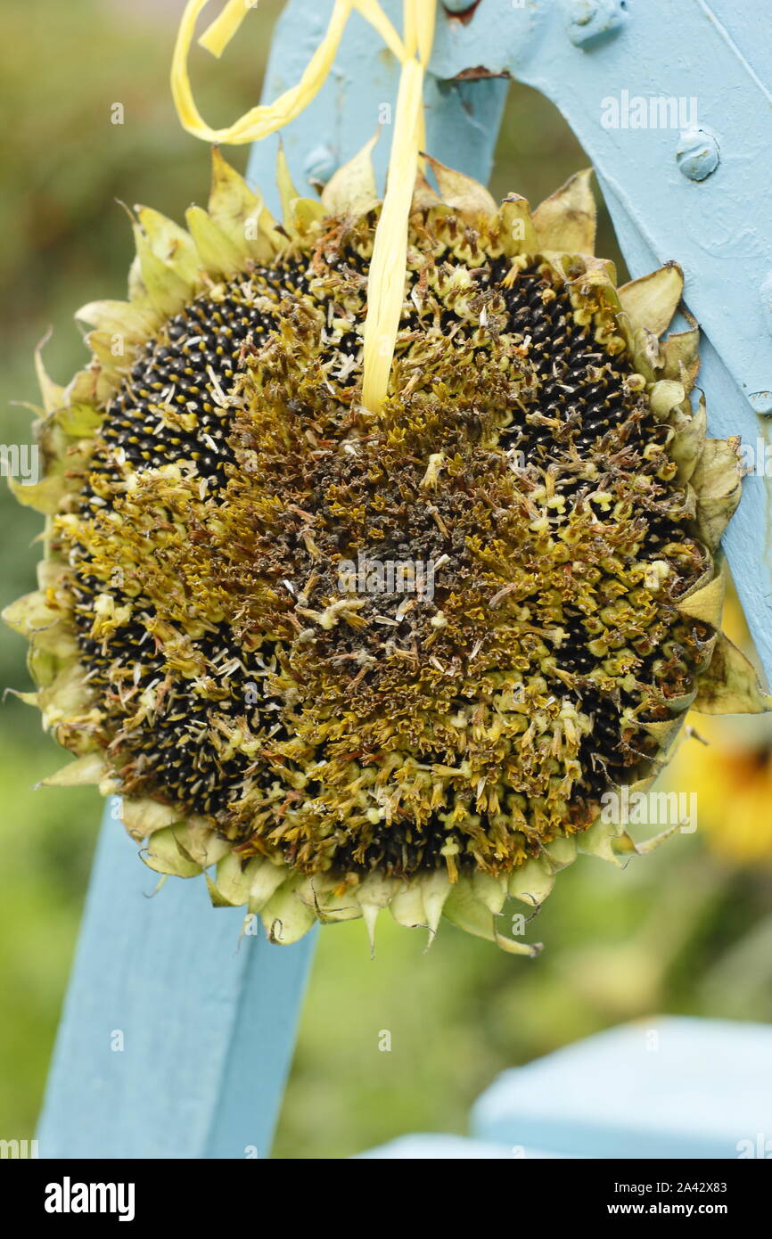 Helianthus annuus. Homegrown sunflower seed head hung out for garden birds to enjoys the seeds in a domestic garden. UK Stock Photo