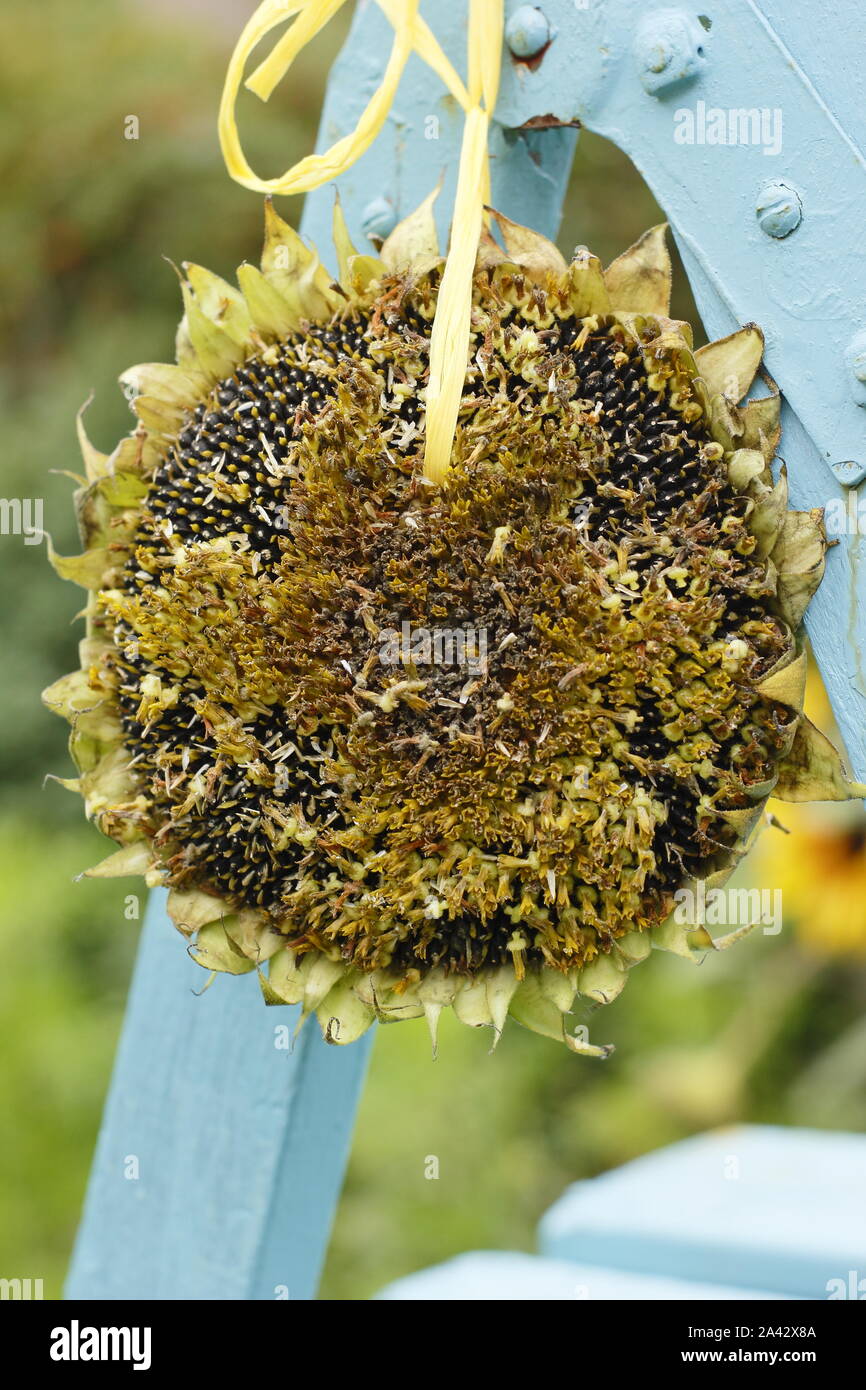 Helianthus annuus. Homegrown sunflower seed head hung out for garden birds to enjoys the seeds in a domestic garden. UK Stock Photo
