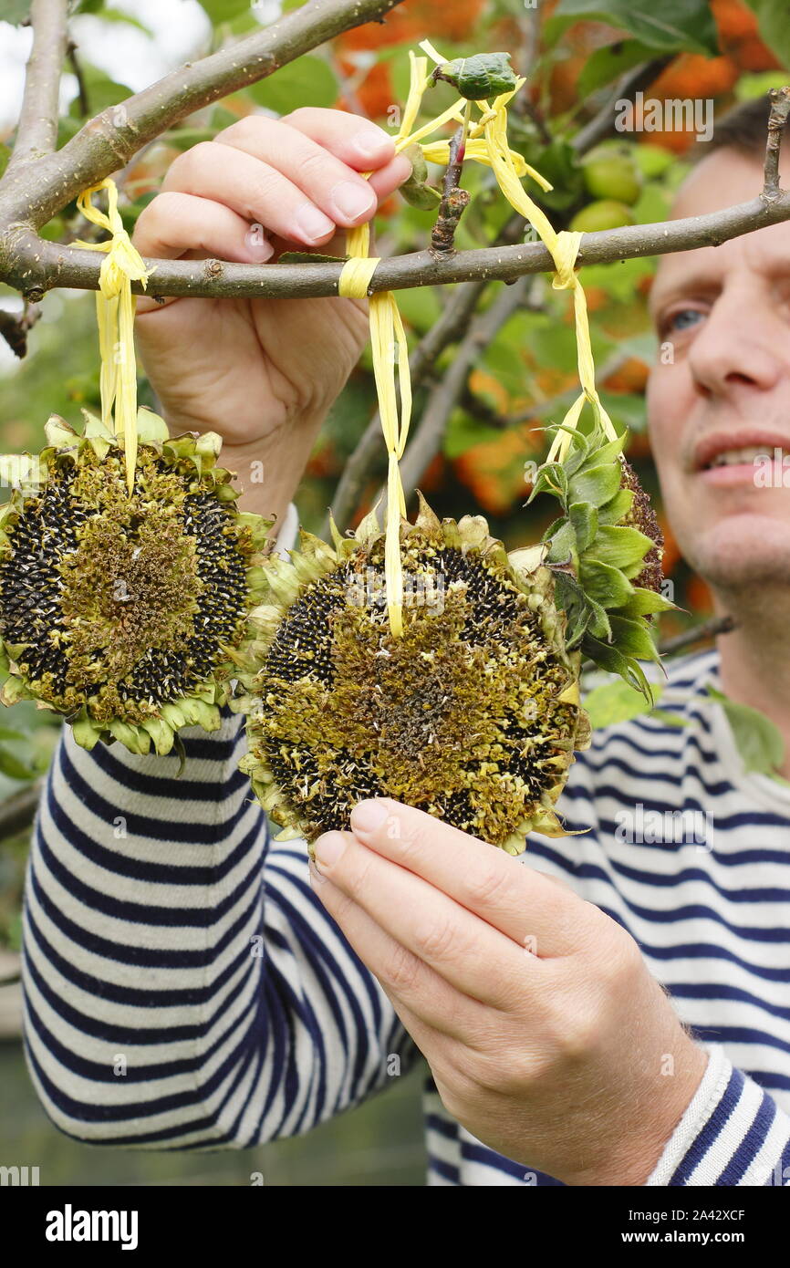 Sunflower seedhead bird feeder hires stock photography and images Alamy