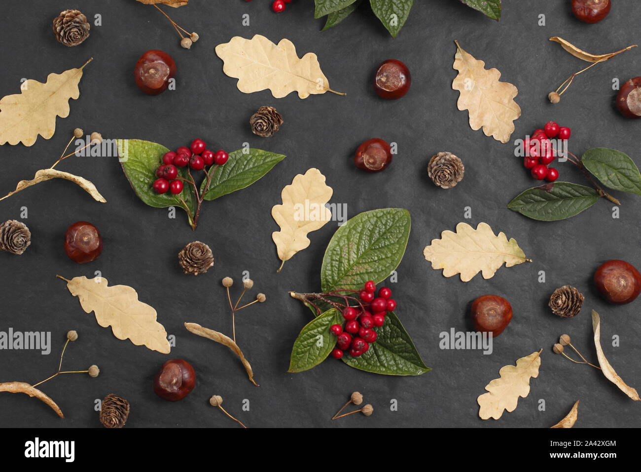 Autumn fruits display - conkers, oak leaves, cotoneaster berries, lime tree (Tilia x europaea) fruits on black background. UK Stock Photo