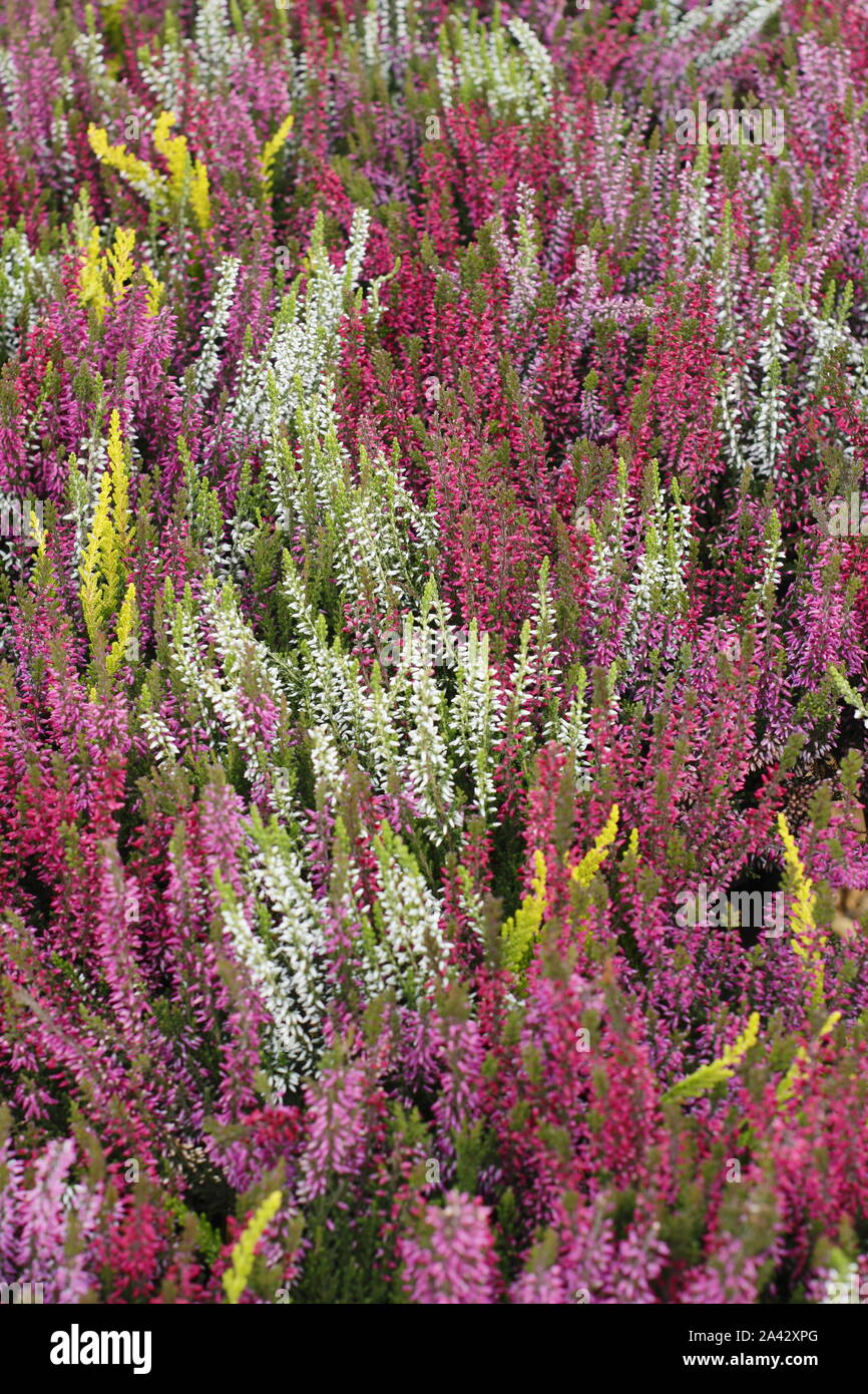 Calluna vulgaris. Colourful cultivated heathers in October. UK Stock Photo