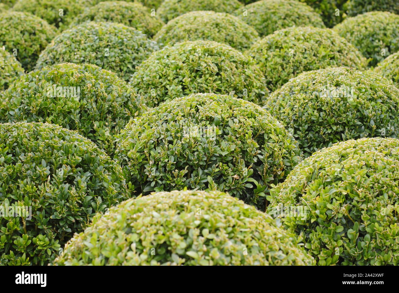 Buxus sempervirens. Grouping of box plants pruned into balls. Autumn. UK Stock Photo