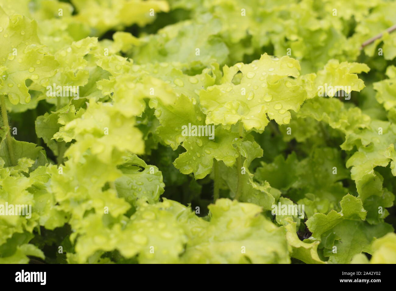 Heuchera 'Lime Marmalade' displaying characteristic ruffled foliage and acidic green hues in autumn. UK Stock Photo