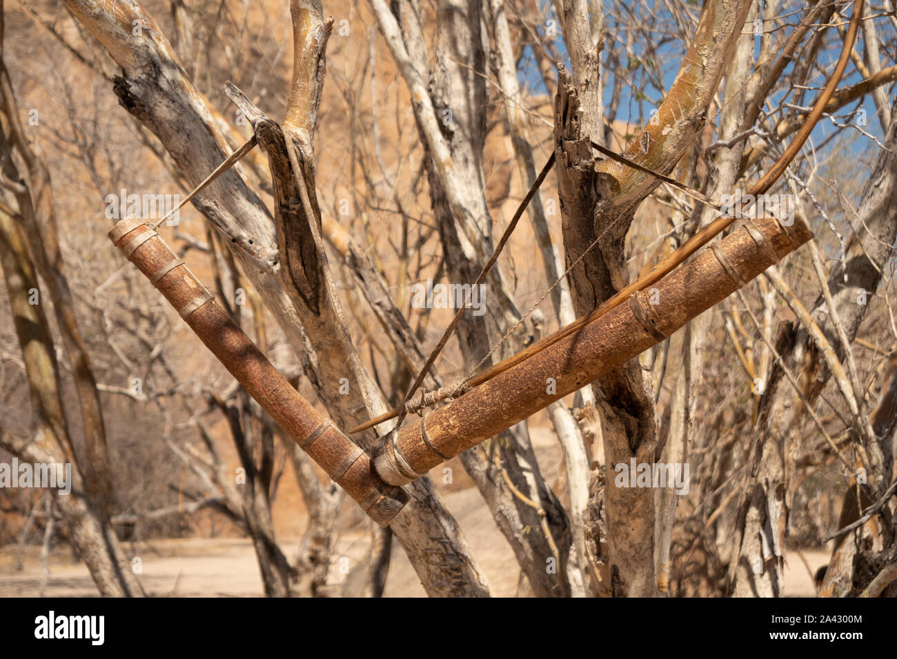 Bow and Quiver with Arrows of a San or Bushman Hunter Hanging on a Dry Bush, No People Stock Photo