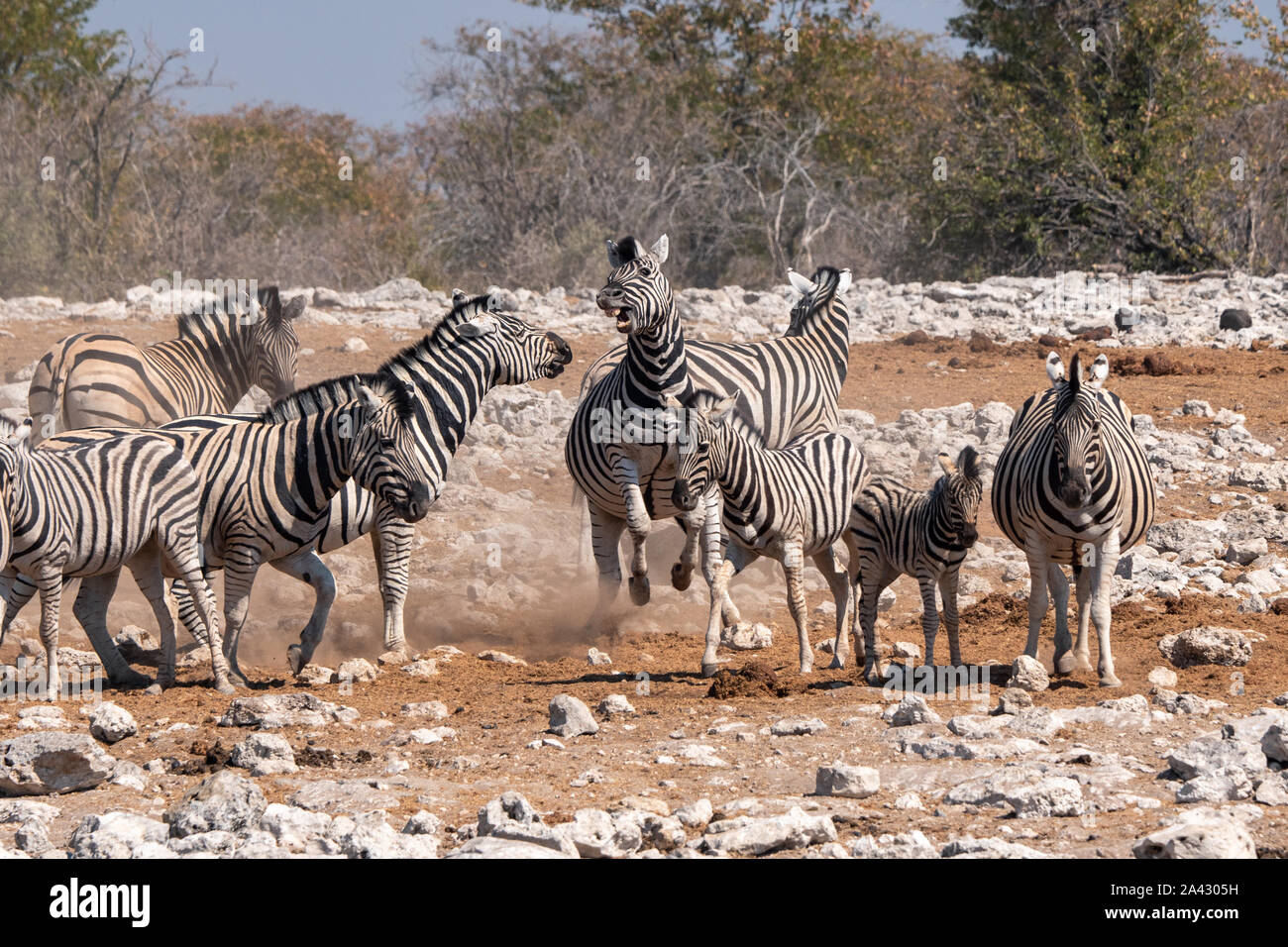 Agitated, Wild Zebra Herd with Foal in Etosha NAtional Park, Namibia, Africa Stock Photo