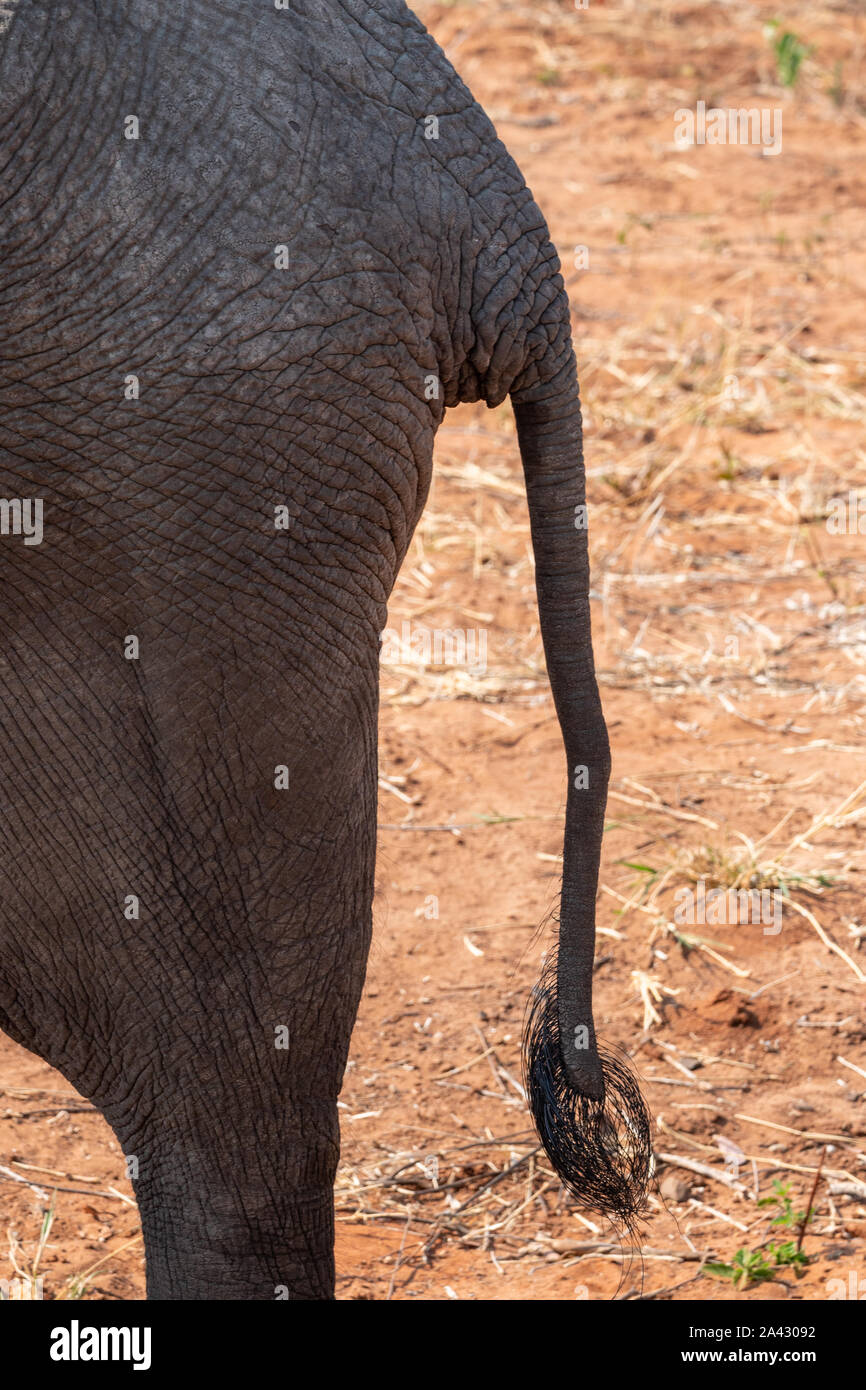 African Elephant Butt and Tail Close-Up with Wrinkled Grey Skin ...