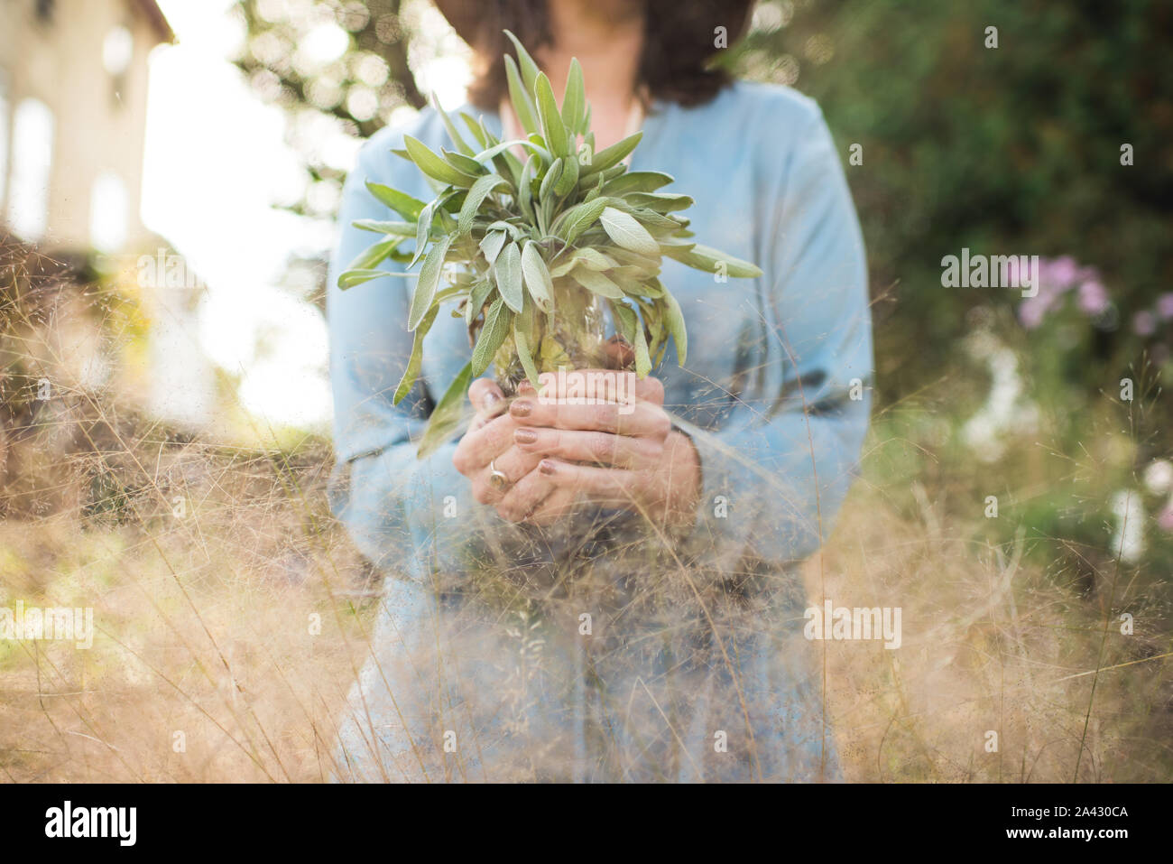 Woman herbs field hires stock photography and images Alamy