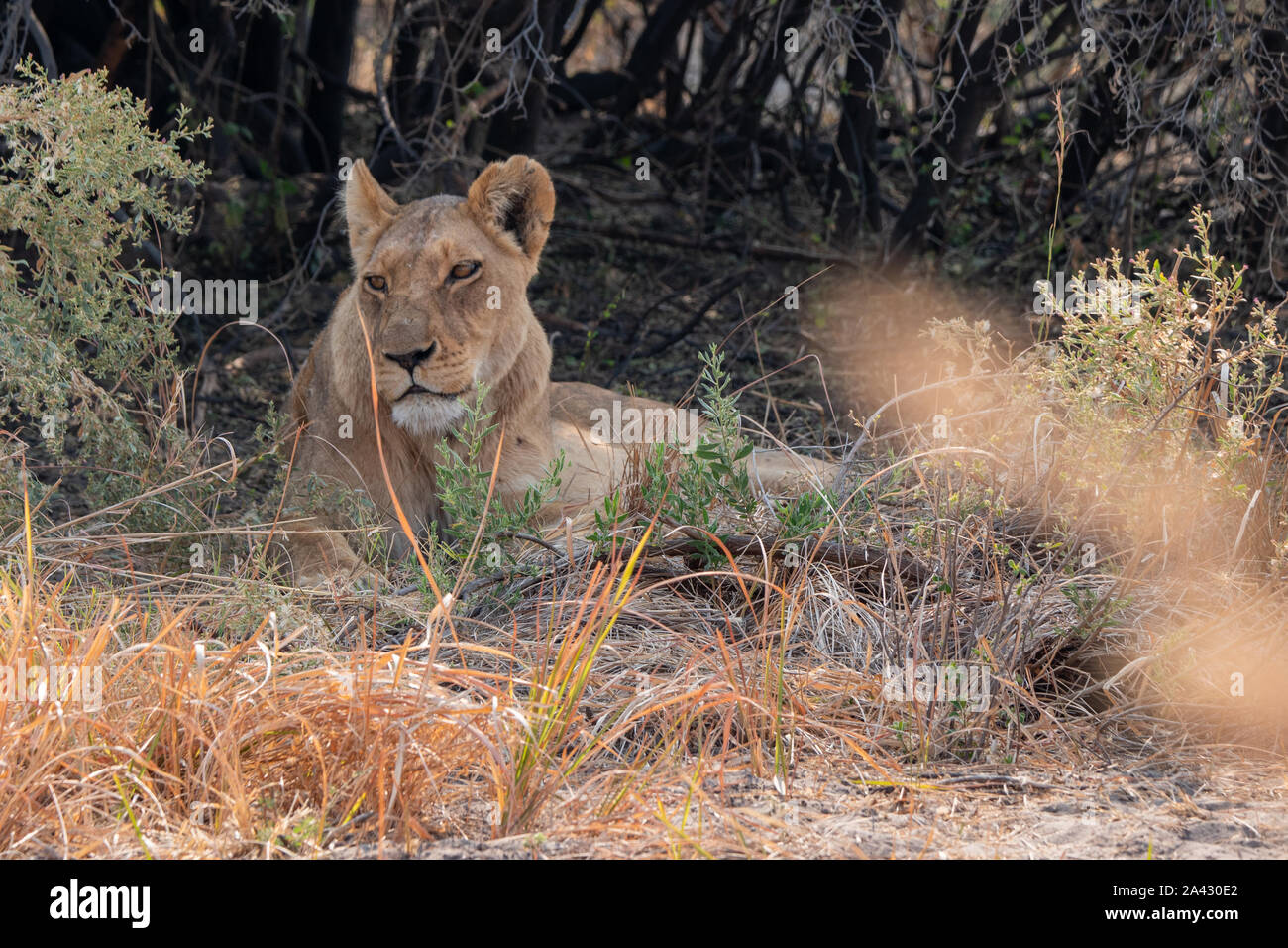 Female Lion - Lioness Resting in the Shade of a Bush in Moremi Game Reserve, Okavango Delta, Botswana Stock Photo