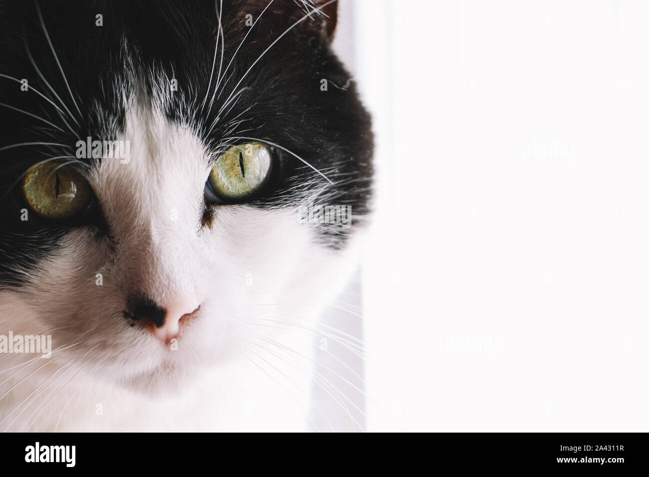 Portrait of a black and white cat with amazing green eyes Stock Photo ...