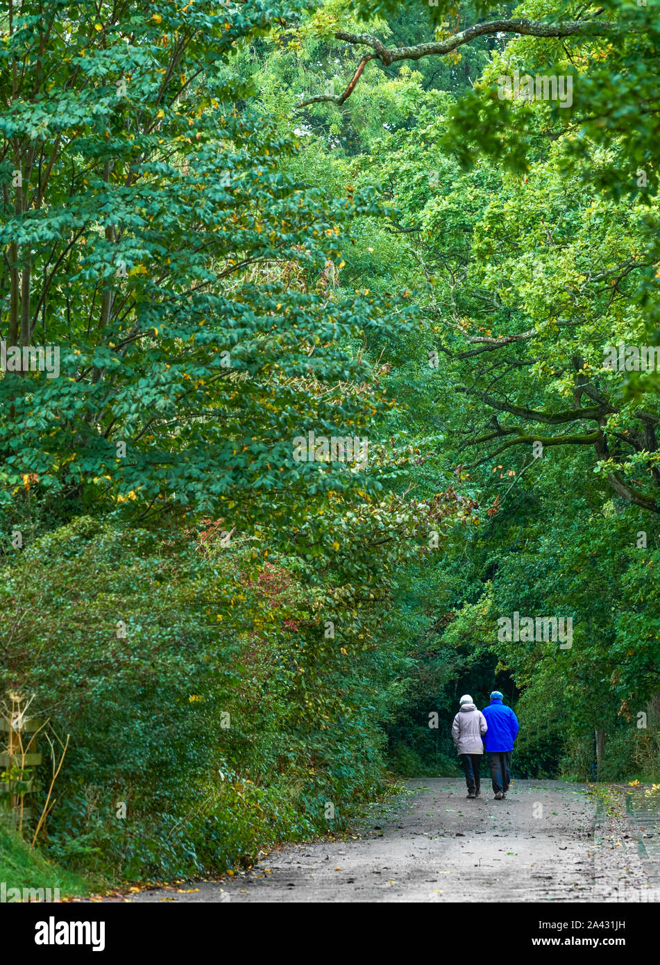 An elderly couple walk arm in arm on a footpath through a woodland on a rainy day at Lake Derwentwater, Lake District national park, Cumbria, England. Stock Photo