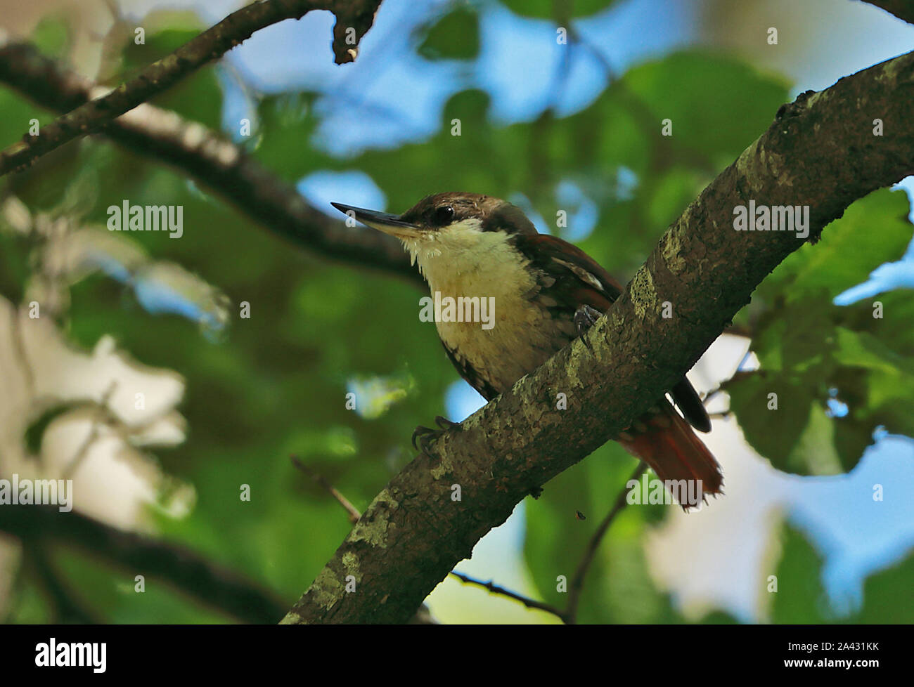 White-throated Treerunner (Pygarrhichas albogularis) adult perched on branch  Altos de Lircay Nature Reserve, Chile                 January Stock Photo