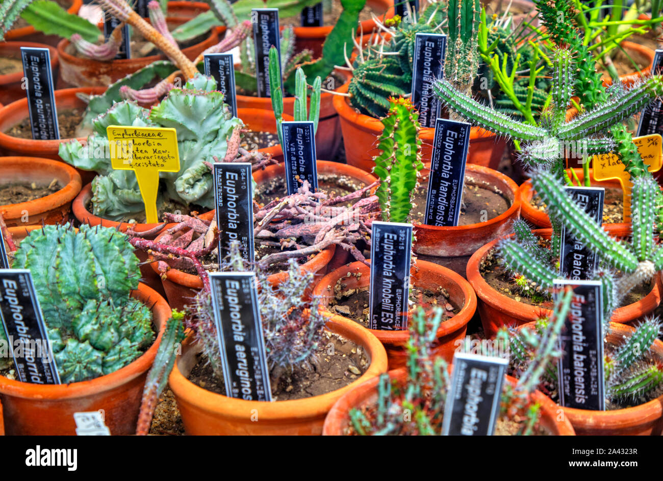 Beautiful view with variety of cactus plants in pots and labels with ...