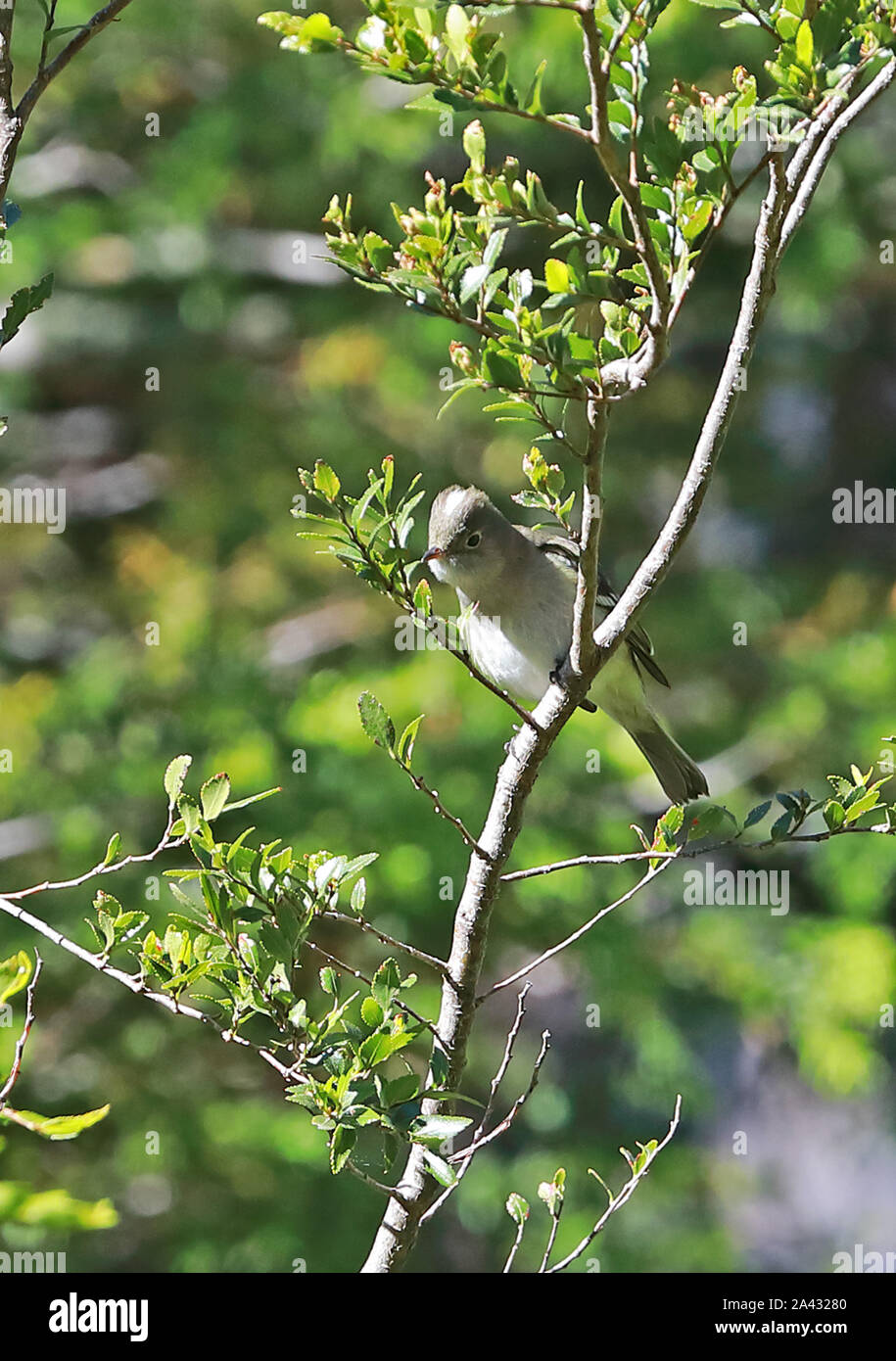 White-crested Elaenia (Elaenia albiceps chilensis) adult perched on branch  central coast Chile                      January Stock Photo