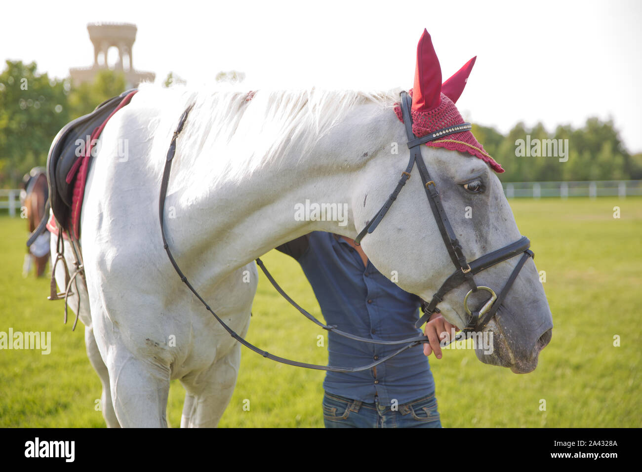 Young boy walking with her white horse in a paddock. Hands of an old