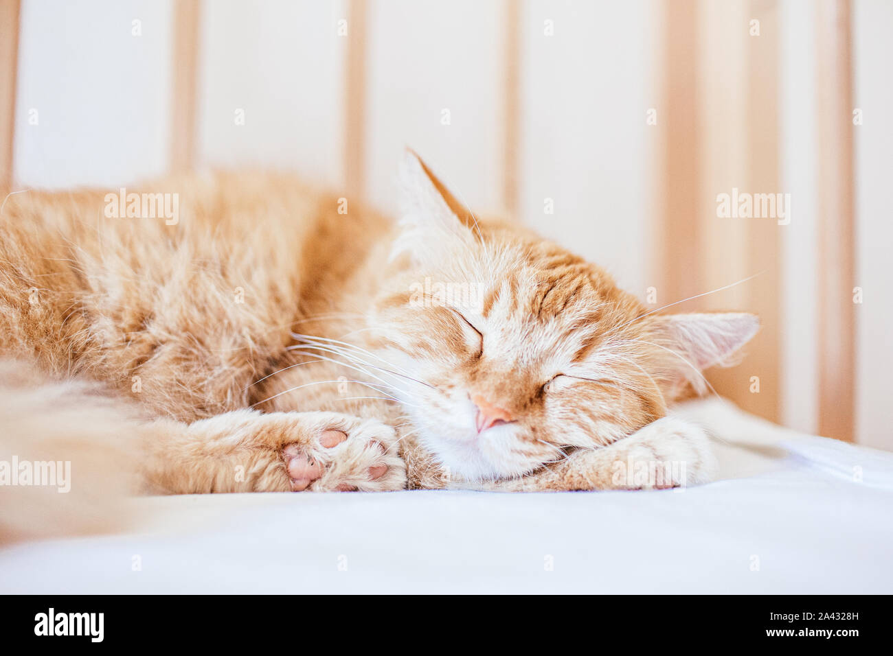 Cute ginger cat sleeping in a kids wooden bed on white sheets. Closeup ...