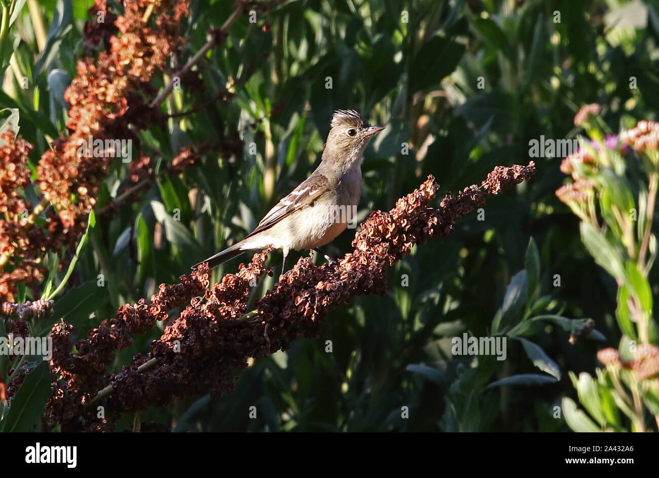 White-crested Elaenia (Elaenia albiceps chilensis) adult perched on stem  central coast Chile                      January Stock Photo