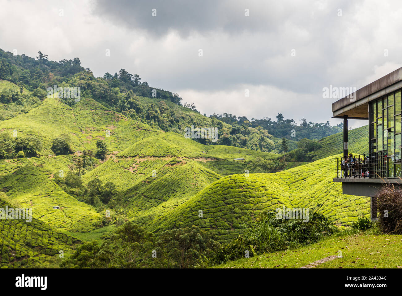 Tea plantations in the cameron highlands in Malaysia Stock Photo