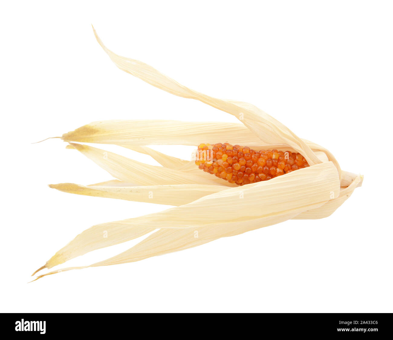 Dried Indian corn with red niblets, surrounded by pale yellow husks on a white background Stock Photo