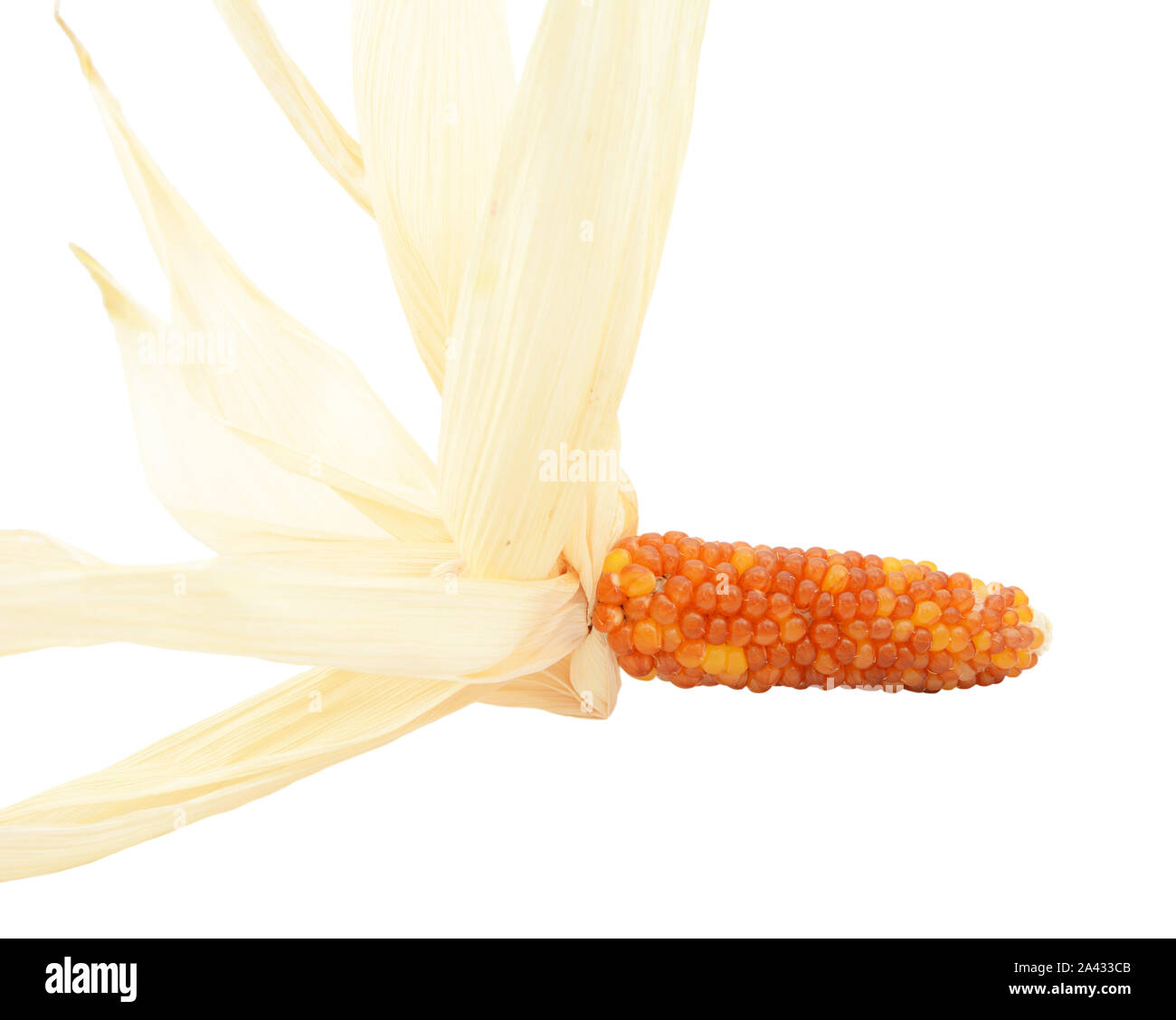 Close-up of ornamental Indian corn with red and orange niblets and dried husks, on a white background Stock Photo