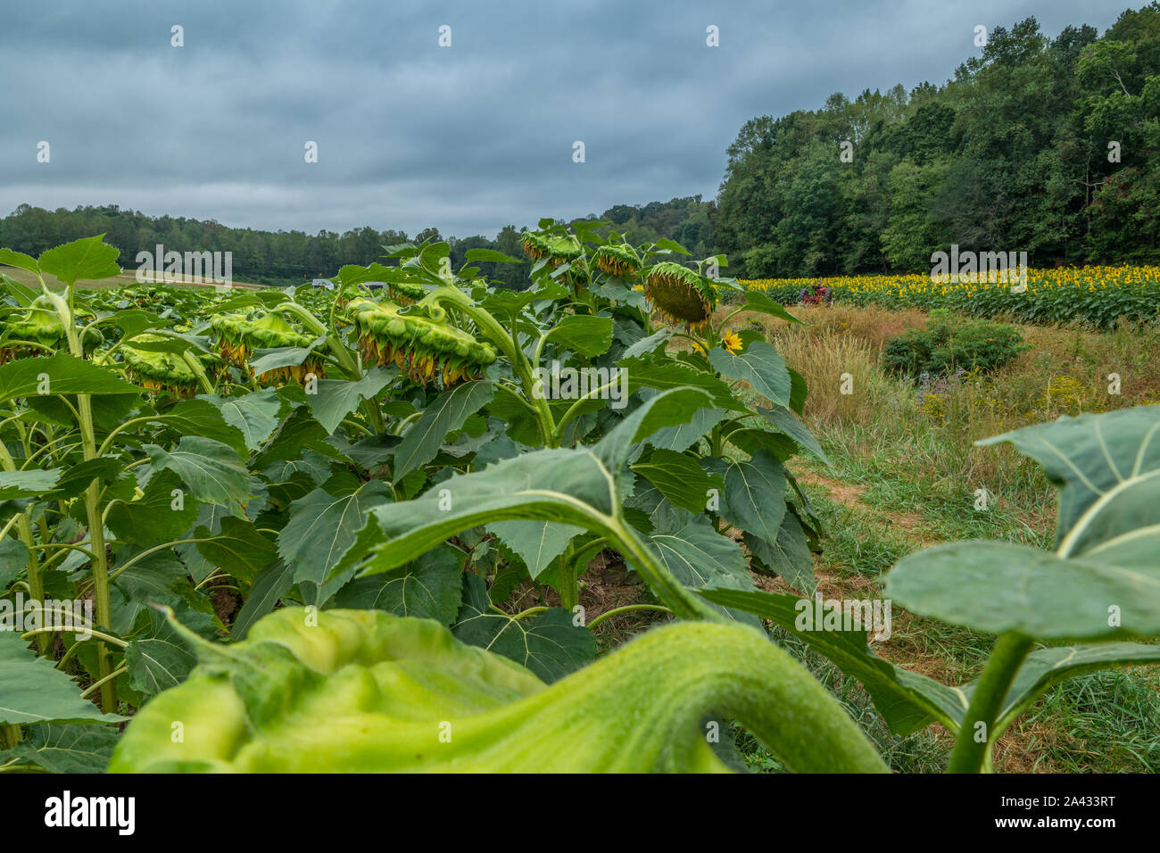 A field of done sunflowers with drooping seed heads to be harvested and a blooming sunflower