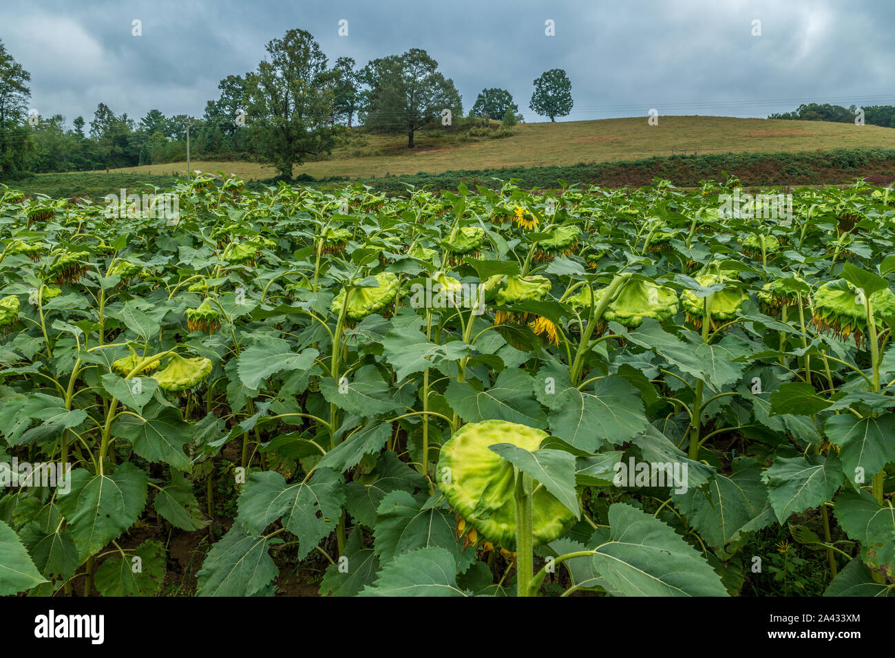 Field of finished sunflowers ready to be harvest drooping seed heads