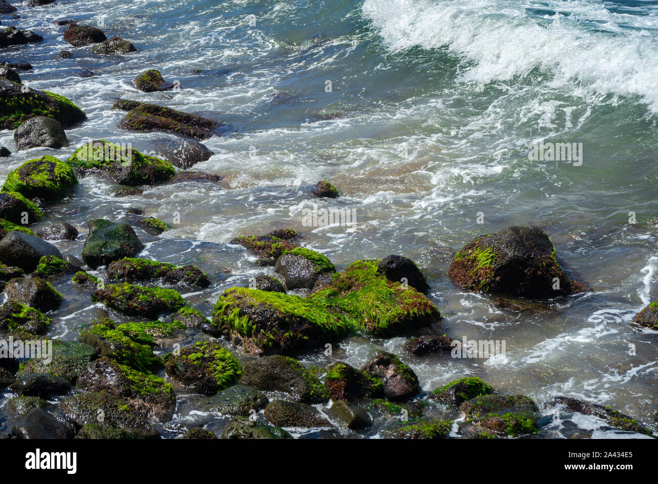Green alge on beach stone with ocean water Stock Photo